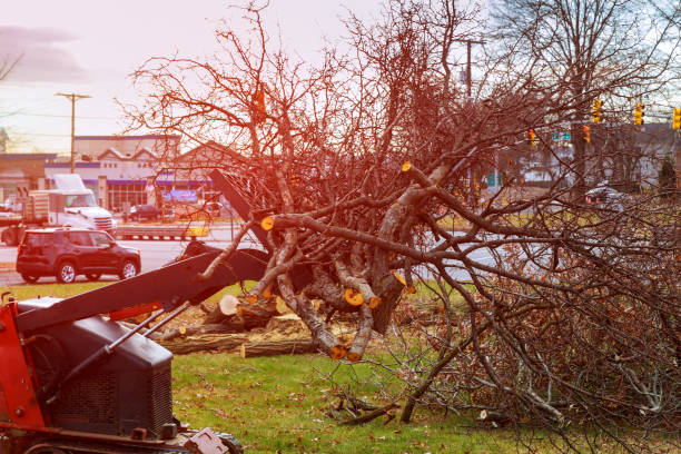 Reliable New Ulm, MN Tree Removal Services Solutions