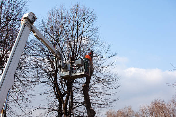 How Our Tree Care Process Works  in  New Ulm, MN